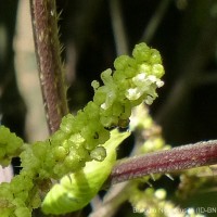 Girardinia diversifolia (Link) Friis
